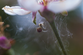 Stock Image: spider is wrapping her prey