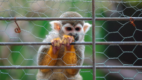 Stock Image: Spider monkey
