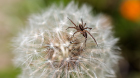 Stock Image: Spider on dandelion