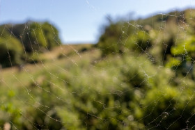 Stock Image: Spider's web in front of a lush green landscape