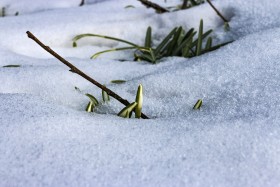 Stock Image: spring blossom snowdrop break through the snow