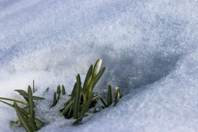 Stock Image: spring blossom snowdrop flower surrounded by snow