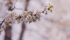 Stock Image: Spring Cherry blossoms, pink flowering