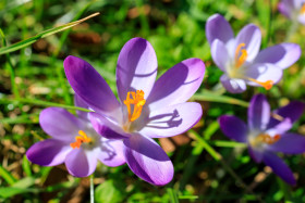Stock Image: Spring Crocus Flowers on a meadow
