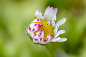 Stock Image: spring daisy macro