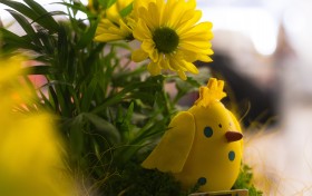 Stock Image: spring easter decoration chicks and flowers