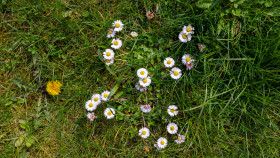 Stock Image: spring meadow texture