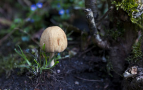 Stock Image: spring mushroom in a german forest