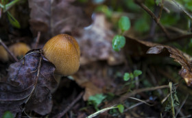 Stock Image: spring mushroom on forest floor