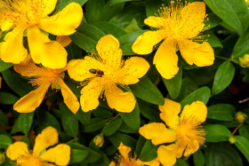 Stock Image: St John's-wort Hypericum perforatum