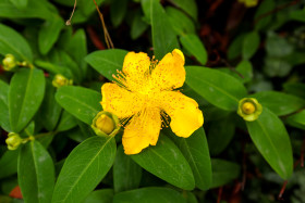Stock Image: St John's-wort yellow blooming flower