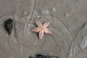 Stock Image: Starfish washed up on the beach