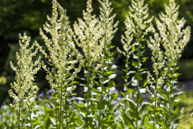 Stock Image: Steppenkerzen Eremurus himalaicus flowers in the garden