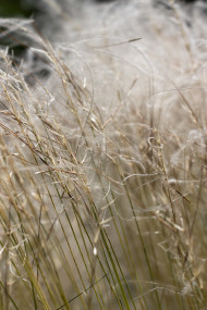 Stock Image: stipa - beautiful white feather grass