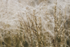 Stock Image: stipa - beautiful white feather grass