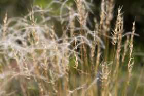 Stock Image: stipa - beautiful white feather grass