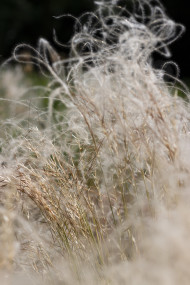 Stock Image: stipa feather grass