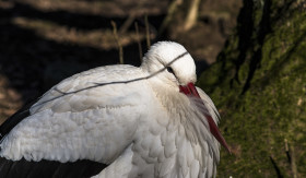 Stock Image: stork