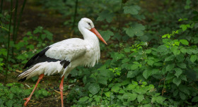 Stock Image: Stork bird