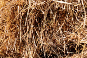 Stock Image: Straw texture