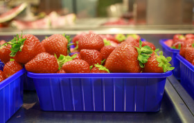 Stock Image: Strawberries displayed in square light blue plastic baskets