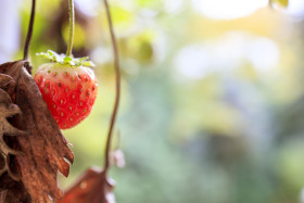 Stock Image: Strawberry in autumn