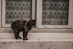 Stock Image: street cat on windowsill