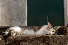 Stock Image: Street Serenity: Relaxed Cat Lounging on Staircase
