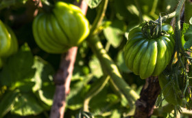 Stock Image: striped cavern tomato green and unripe