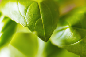 Stock Image: strong green basil leaves