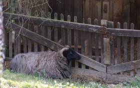 Stock Image: Suffolk Sheep
