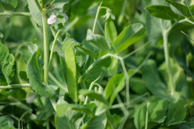 Stock Image: sugar snap pea