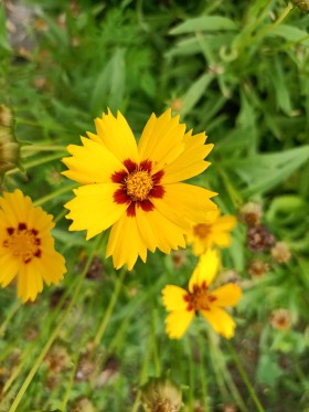 Stock Image: Sulfur cosmos