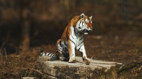 Stock Image: Sumatran tiger