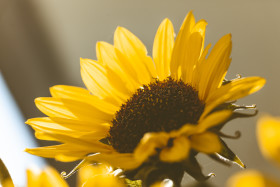 Stock Image: Sunflower