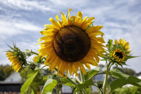 Stock Image: sunflower