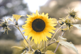 Stock Image: Sunflower