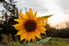 Stock Image: Sunflower at sunset