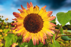 Stock Image: Sunflower field