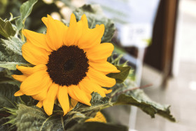Stock Image: sunflower flower shop