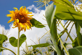 Stock Image: Sunflower in a field