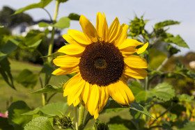 Stock Image: sunflower in a garden