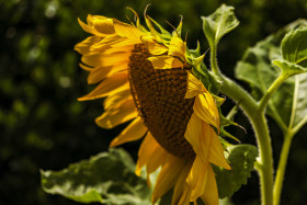 Stock Image: sunflower in the garden