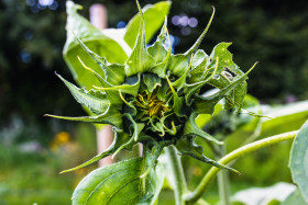 Stock Image: Sunflower just before blooming