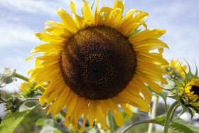 Stock Image: sunflower macro