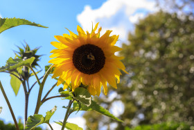 Stock Image: Sunflower on a blue sky with clouds