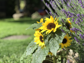 Stock Image: Sunflowers