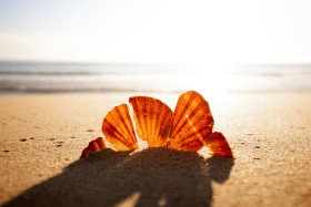 Stock Image: Sunlit shell on the beach