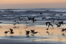 Stock Image: Sunset at the atlantic ocean in Portugal, Nazare and seagulls flying