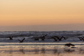 Stock Image: Sunset at the atlantic ocean in Portugal, Nazare and seagulls flying